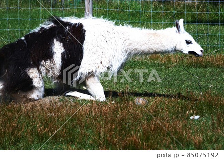 ラマ リャマ ジャマ 動物の写真素材