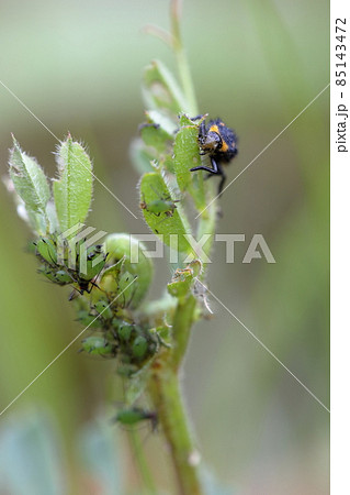アブラムシ あぶらむし あぶら虫 油虫の写真素材