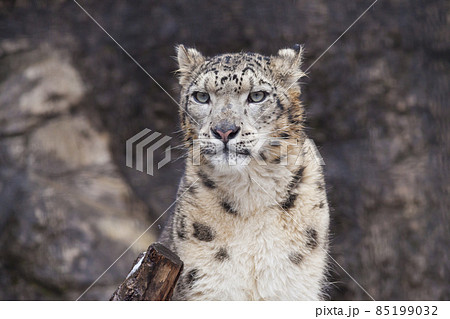 白ヒョウの写真素材