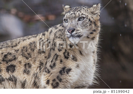 白ヒョウの写真素材