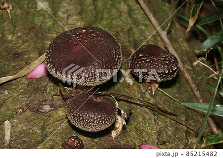 茶色 キノコ 雑木林 きのこの写真素材