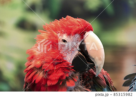 オウム目インコ科コンゴウインコ属の写真素材