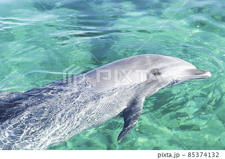 水族館 青色 水色 イルカの写真素材 水族館 青色 水色 イルカの写真素材