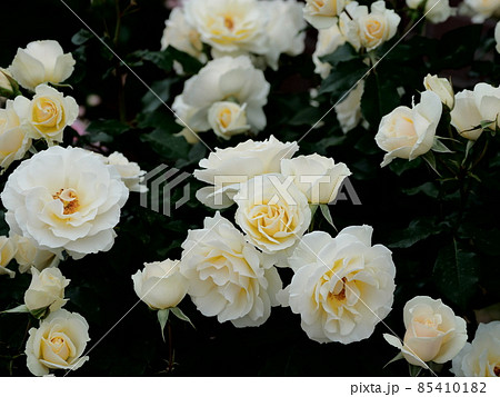 薔薇 エーデルワイスの写真素材 薔薇 エーデルワイスの写真素材