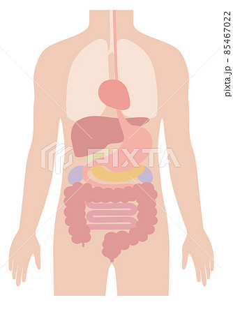 人体 イラスト 理科の写真素材