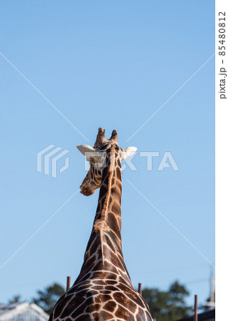 キリン アミメキリン 動物 後姿の写真素材