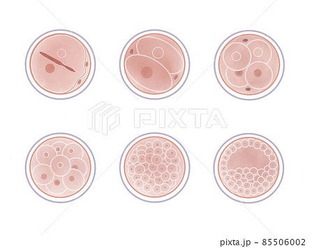 細胞のイラスト素材