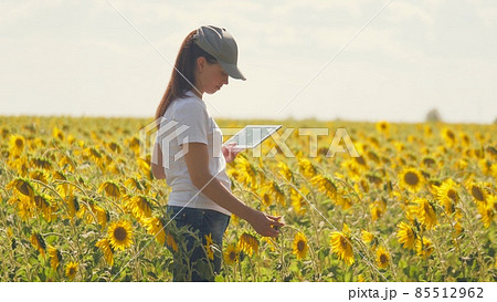 少女 二人 向日葵 ひまわり畑の写真素材