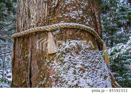 安産杉 箱根神社 大木の写真素材