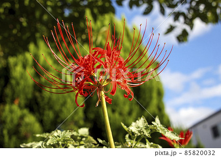 彼岸花 花 植物 毒々しいの写真素材