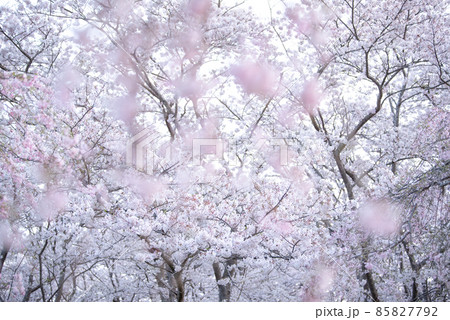幻想的な桜の写真素材