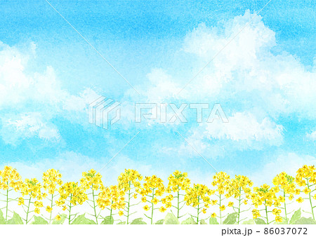 菜の花のイラスト素材集 ピクスタ