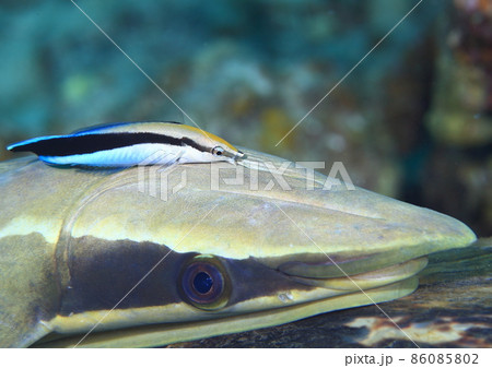 海中 魚 海水魚 コバンザメの写真素材 - PIXTA
