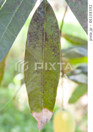 病気 マンゴ マンゴー 葉の写真素材