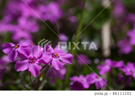 花弁4枚の写真素材 花弁4枚の写真素材