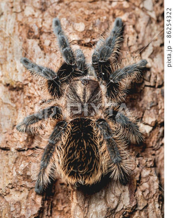 Tarantula タランチュラ 標本 – zakka store towi