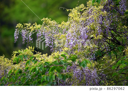 やまふじ 野生のフジ 藤の花 花の写真素材