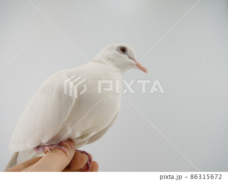 ギンバト 銀鳩の写真素材 - PIXTA