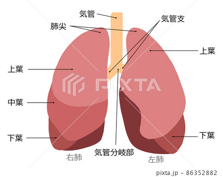 肺のイラスト素材