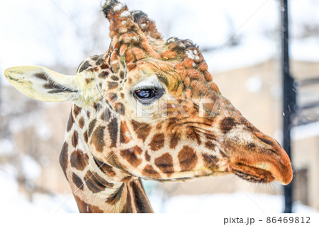 キリン 雪 旭川市旭山動物園 旭川市の写真素材