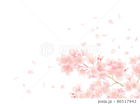 桜散るのイラスト素材