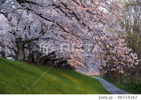 夢見草の写真素材