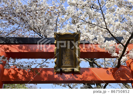 花鈿 サクラの写真素材