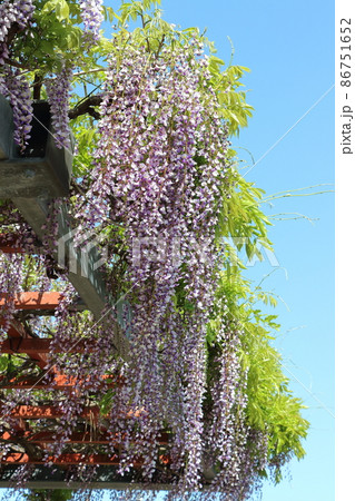 藤棚 藤 下から 花びらの写真素材