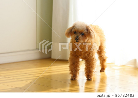 犬 トイプードル 鼻 茶色 子犬の写真素材
