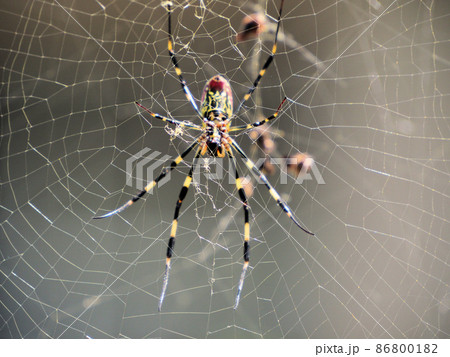 女郎蜘蛛 罠の写真素材