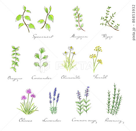 ハーブのイラスト素材集 ピクスタ ハーブのイラスト素材集 ピクスタ