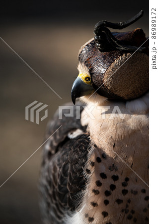 ハヤブサ 自然 鳥 かっこいいの写真素材