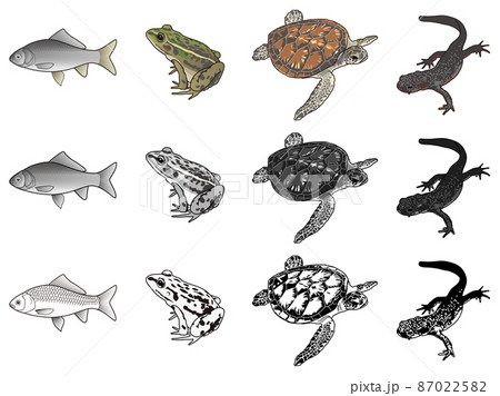 フナのイラスト素材