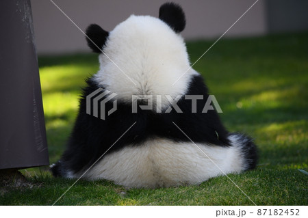 パンダ 後姿 後ろ 芝生の写真素材