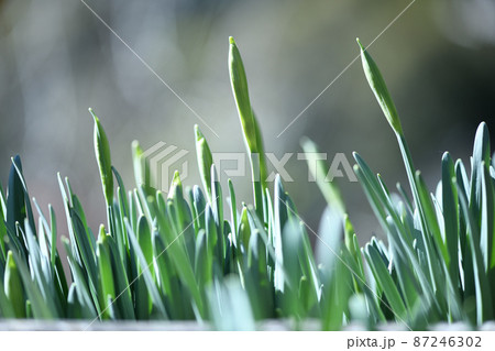 細長い葉っぱの写真素材