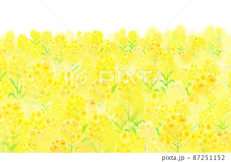 菜の花畑のイラスト素材