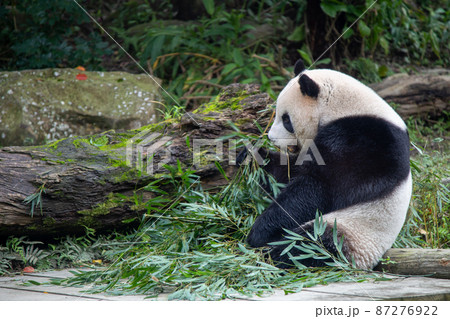 ジャイアントパンダ パンダ 台北 絶滅危惧種の写真素材