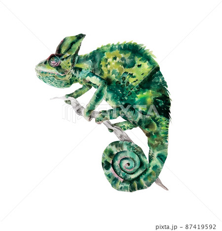 動物 カメレオン 自然 かわいいのイラスト素材