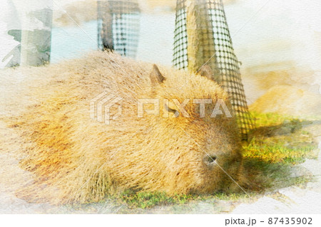 カピバラ カワイイのイラスト素材