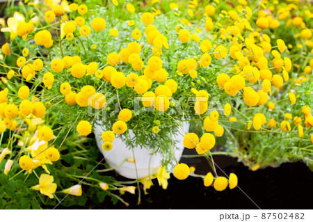 ほたる草 花 植物の写真素材 - PIXTA