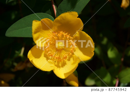 植物 花 黄色 キンシバイの写真素材 - PIXTA