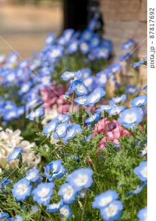 ネモフィラ 草花 花 壁紙の写真素材