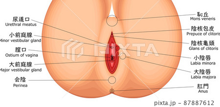 生殖器のイラスト素材 - PIXTA