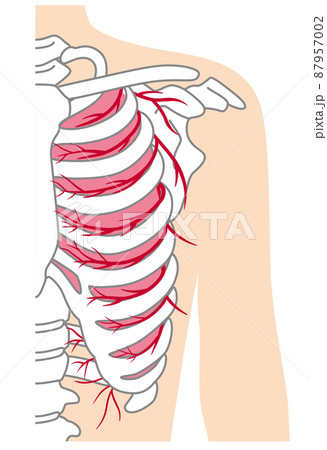 肋骨骨折の写真素材