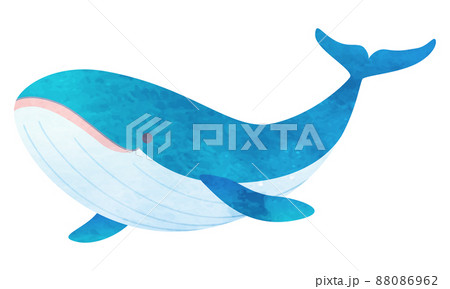 泳ぐクジラのイラスト素材