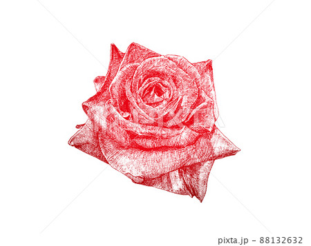 薔薇 花 線画 植物のイラスト素材