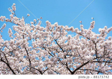 春、満開の桜と青空のイメージ