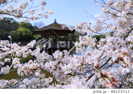 奈良公園 桜 浮御堂 春の写真素材 - PIXTA