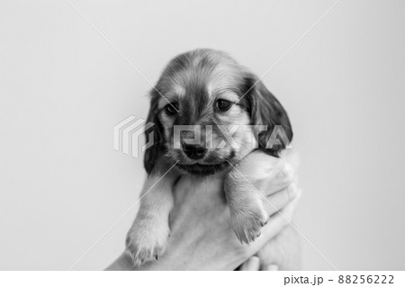 犬 ミニチュアダックス 室内 白黒の写真素材