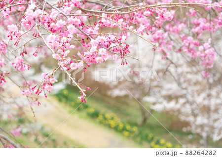 里山に春が来た、ピンクの桜と黄色の水仙